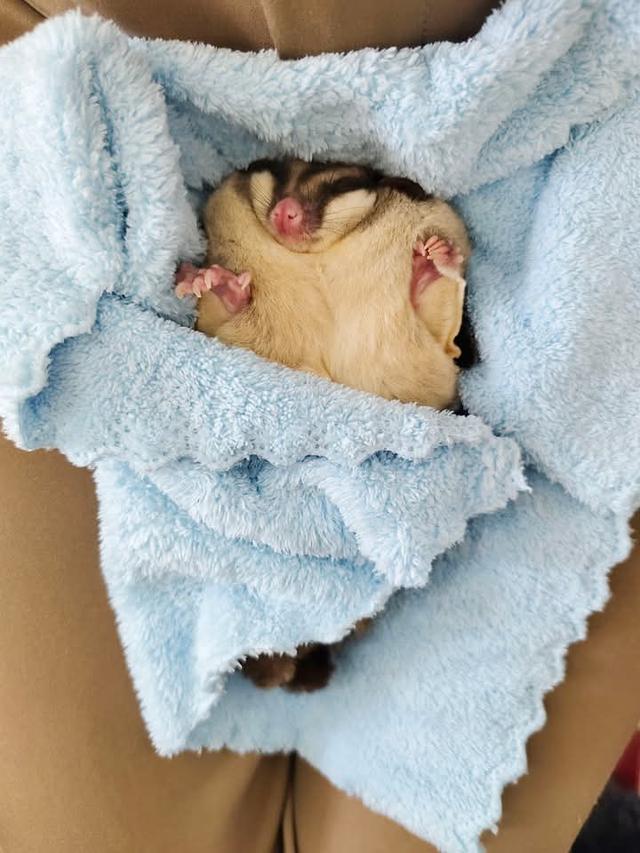 Sugar Glider ตัวอ้วนๆ 4