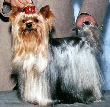 ยอร์คเชียร์ เทอร์เรีย (Yorkshire Terrier) 3