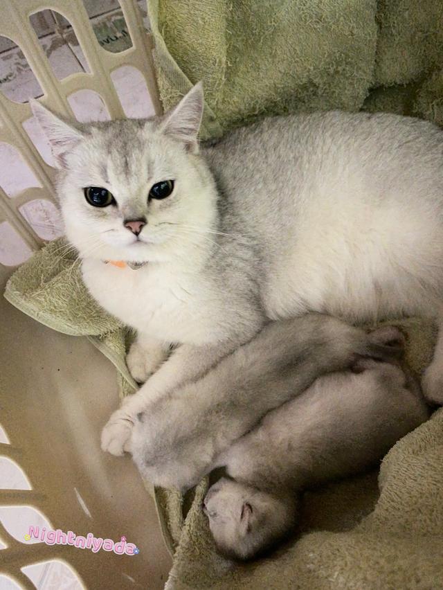 พ่อแม่ พันธ์แท้
