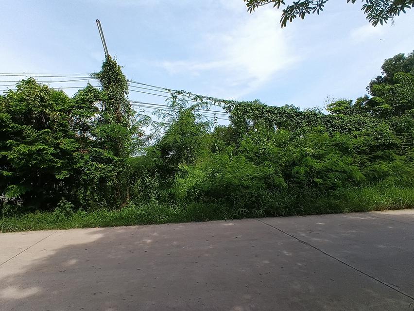 ที่ดิน 10-2-90 ไร่ ถ.เลียบคลอง10ฝั่งตต. หนองเสือ ปทุมธานี 2