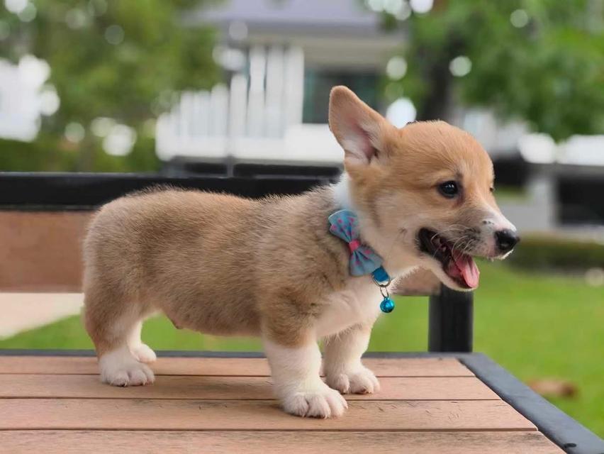 สุนัข Corgi เพศชาย 2