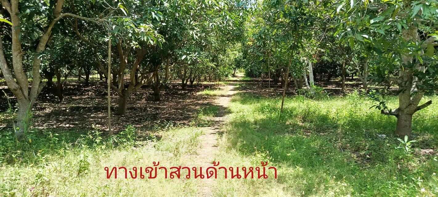 สวนมะม่วงกลางชุมชน 9ไร่ อ.บ้านโฮ่ง ลำพูน 7