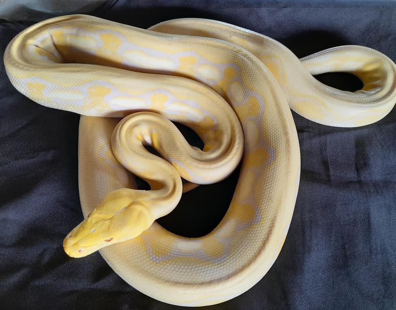 งูหลามทอง สีเหลืองสวย 2