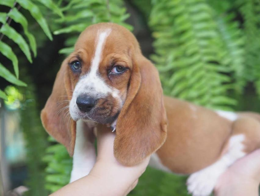 ขายลูกสุนัข Basset Hound 3