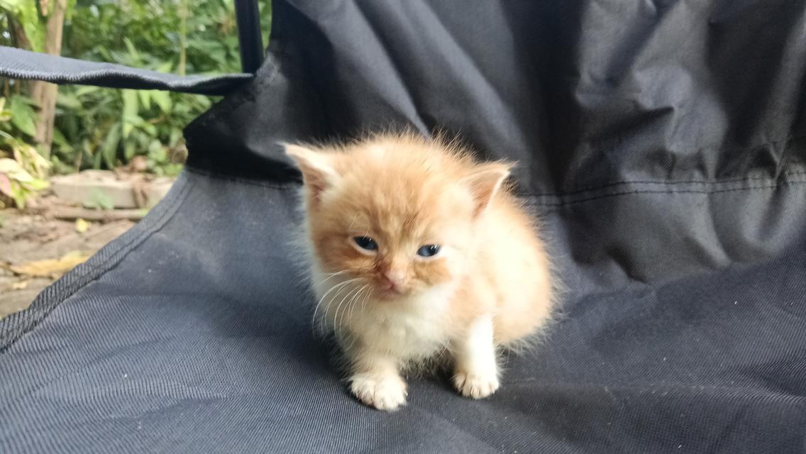 สก๊อตติสเพศผู้เพศเมีย