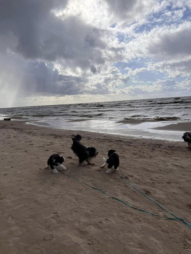 Bearded Collie Puppies  WhatsApp me : +66 63 826 3042 รูปที่ 4