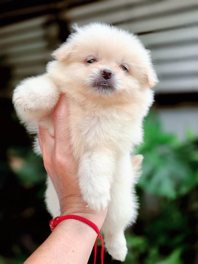 ปอมผสมชิวาวาเพศเมีย 7