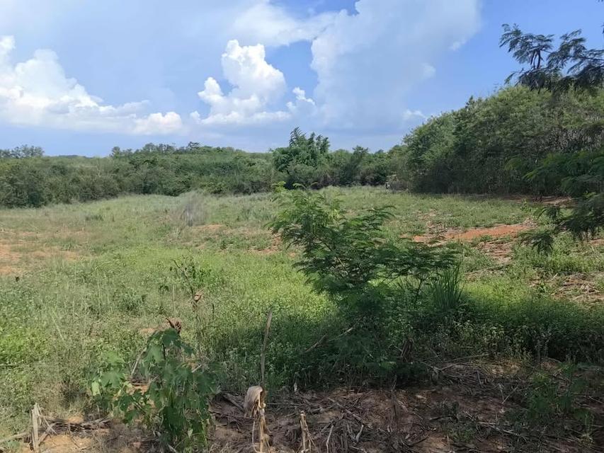 ที่ดินเปล่า 10 ไร่ ที่วังหมี วังน้ำเขียว