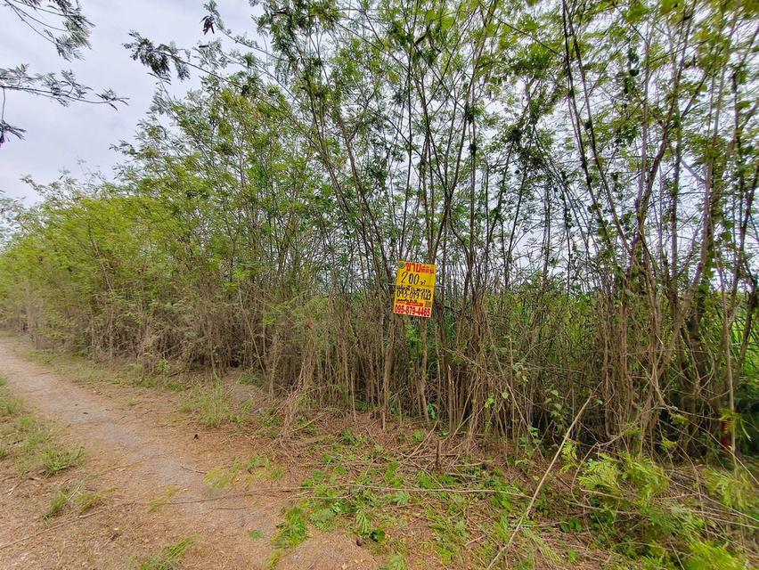 ขายถูกที่ดิน 200 ตรว ติดถนนสาธารณะ คลอง 12 หนองเสือ ปทุมธานี 6