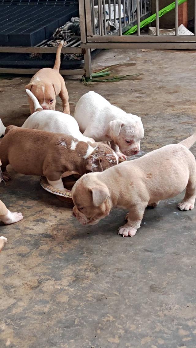 อเมริกันบูลลี่ 9