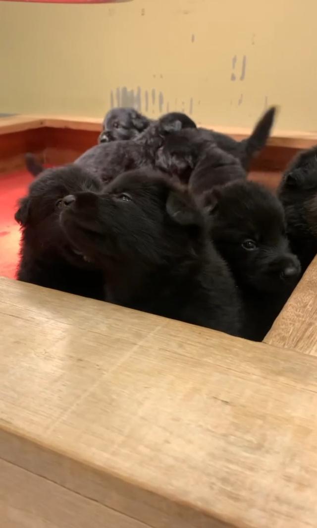 ลูกสุนัขเยอรมันเชพเพิร์ด รูปที่ 3