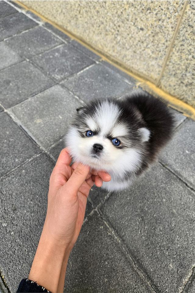 ขาย Pomsky แท้ นำเข้าจากเกาหลี หน้าหมี เพศผู้ เกรดพรีเมียม