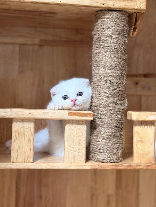 Scottish Fold kitten