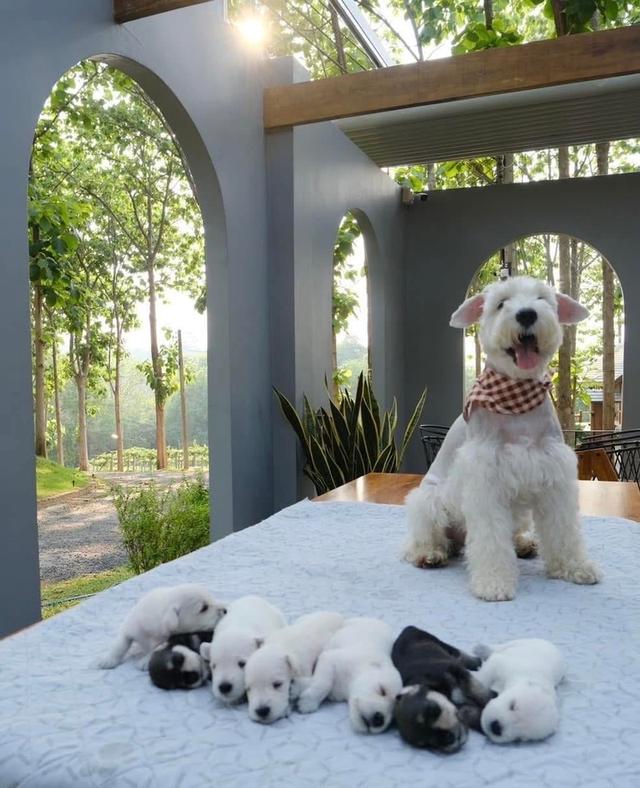 เปิดจองลูกหมา Schnauzer  2