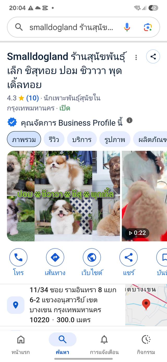 น้องกัสวิน ชิวาวาขนยาวสีช็อค 8