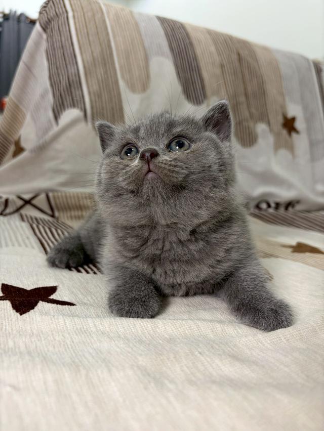 British shorthair WCF