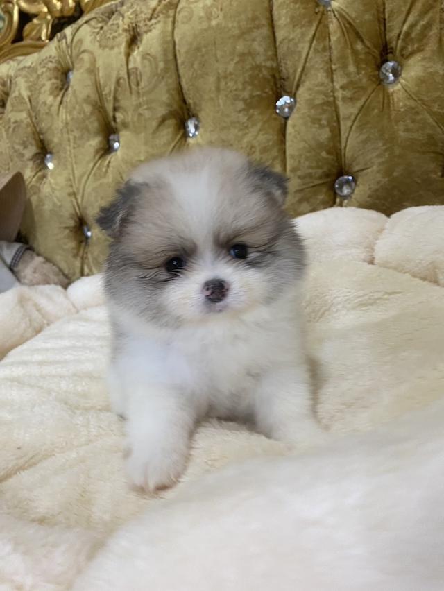 ปอมแท้ น่ารัก มีหลายตัวให้เลือก ราคากันเอง