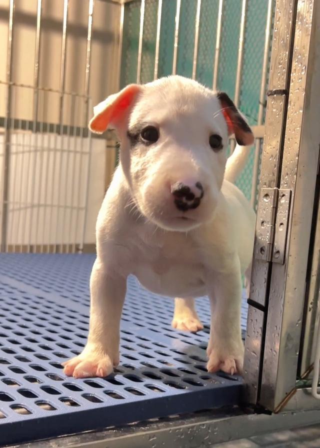Bullterrier std  4