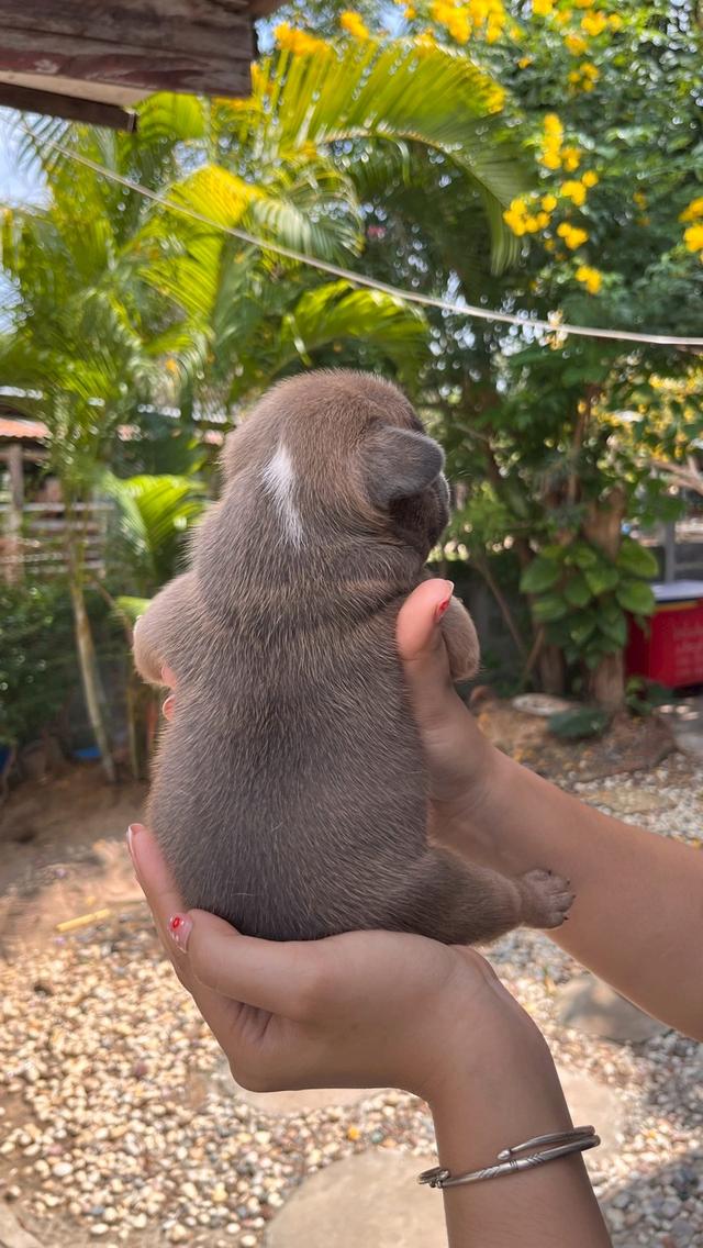 อเมริกันบูลี่ เอ็กโซติก เพศผู้