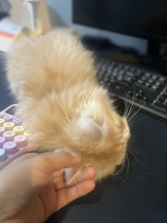 แมวส้มขี้อ้อนนวดเก่ง(เด็กชาย 3 เดือน)นิสัยขี้อ้อนสุดๆ รูปที่ 4