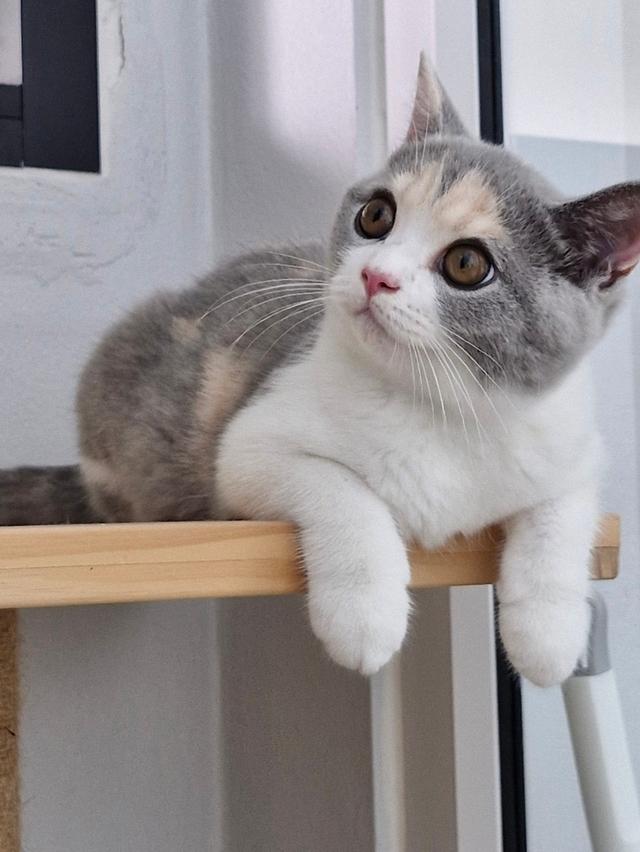 British shorthair 