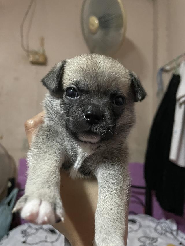ชิวาวา
