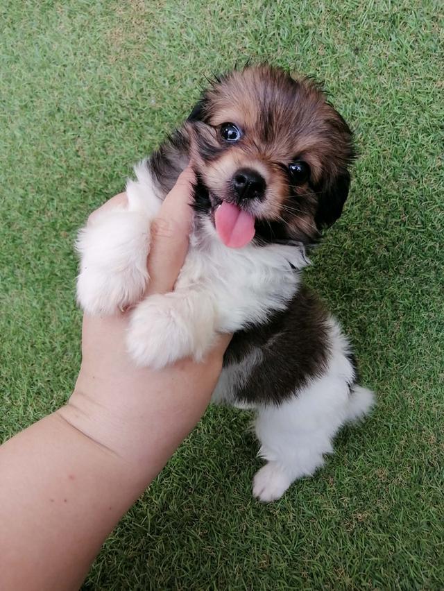 3900 ลดเหลือ 3000 ชิสุห์ชิวาว่า ญ. พร้อมย้าย