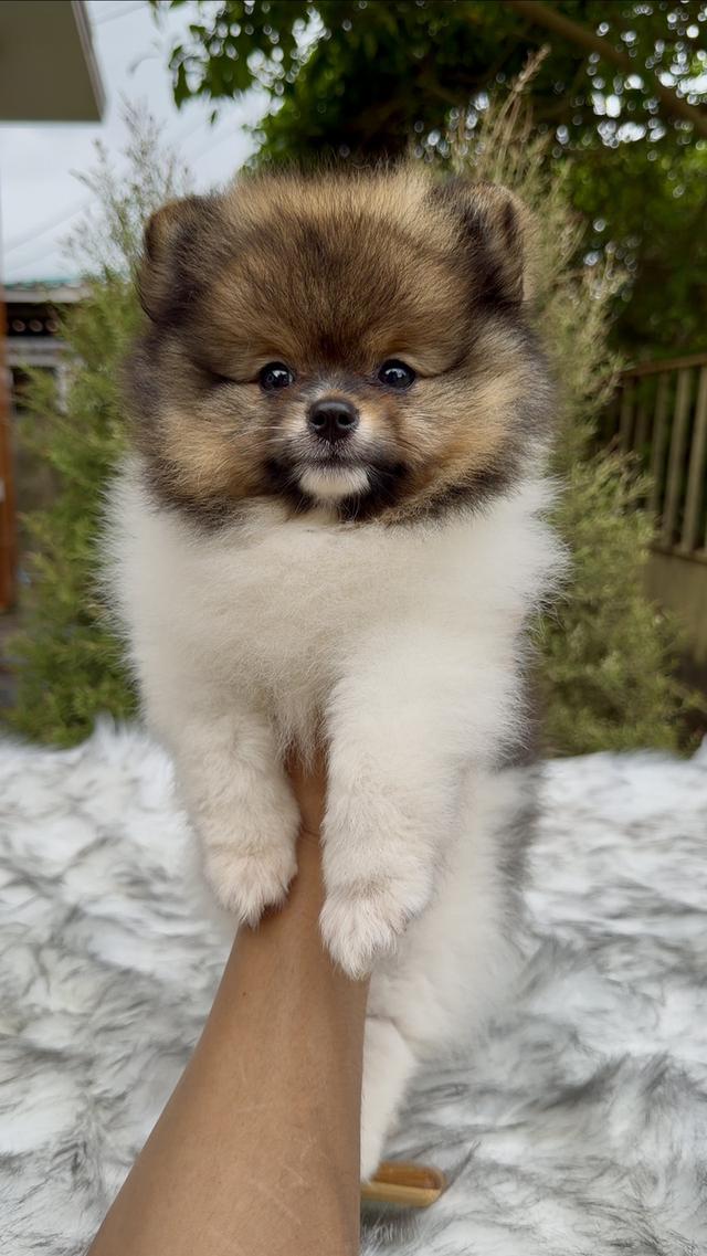 น้องปอมเมอเรเนียน