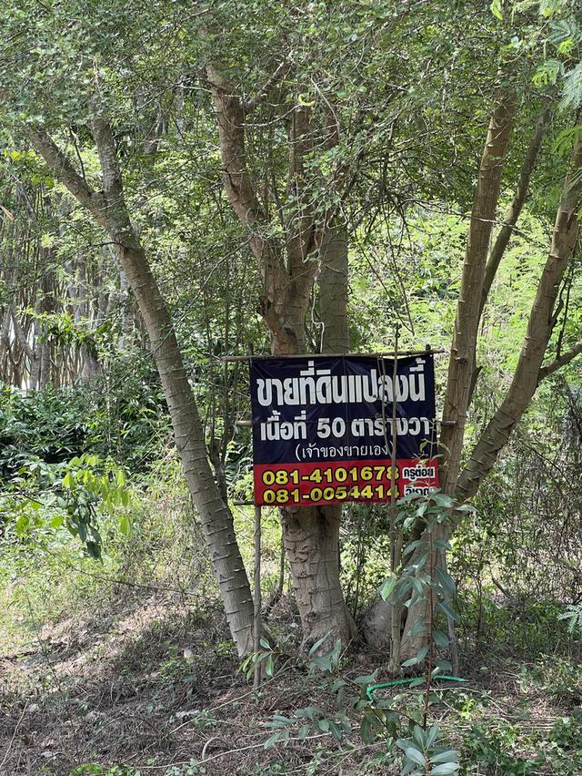 ขายที่ดิน ระยอง อำเภอแกลง วังจันทน์ ใกล้วัดเขาตลาดสิงหะเสนี เจ้าของขายเอง 5