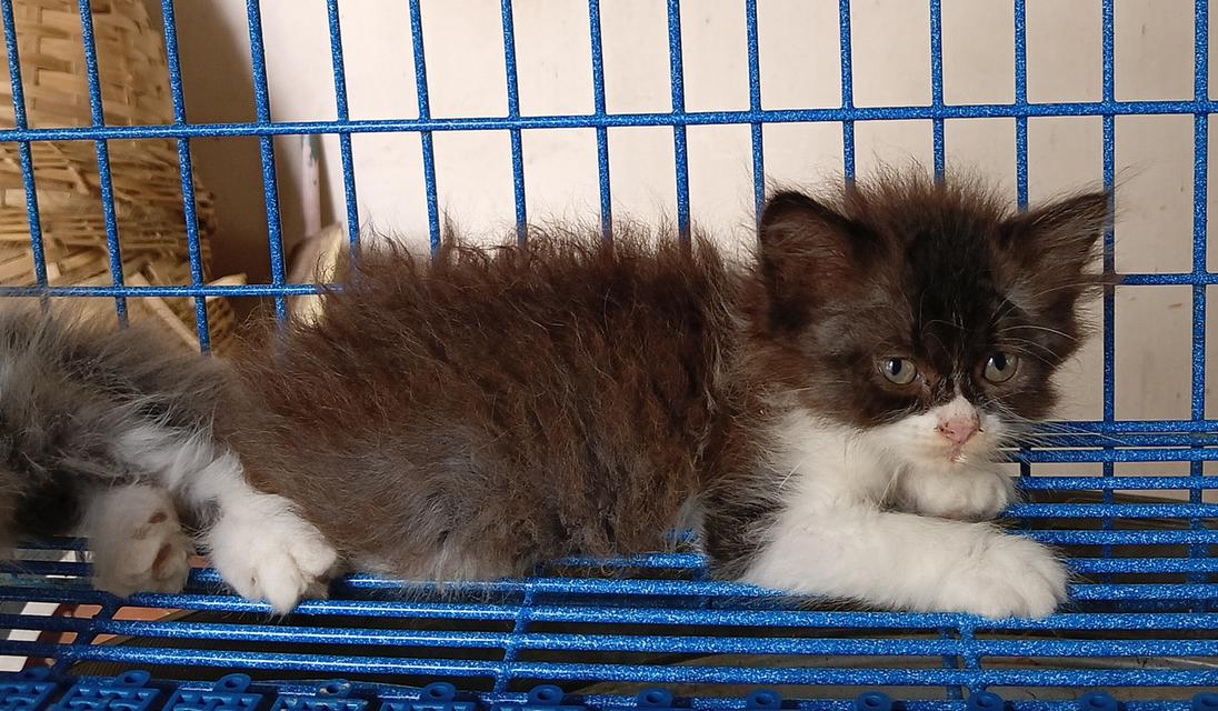 sale ลูกแมวสก็อตติชเปอร์เซีย รูปที่ 3