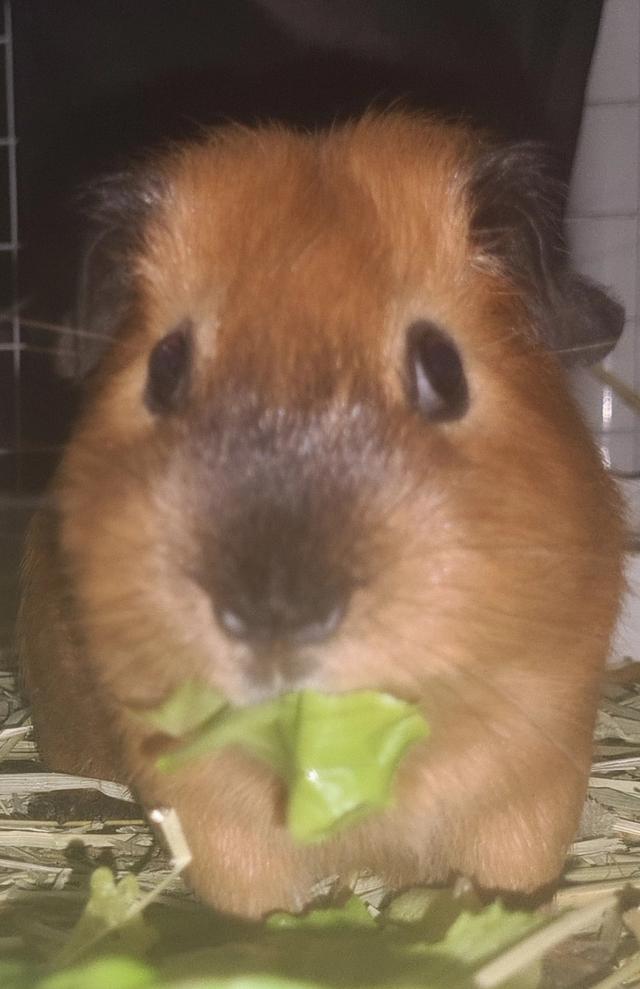 หนูแกสบี้ อเมริกันช็อตแฮร์ American Short-haired Guinea pig 2