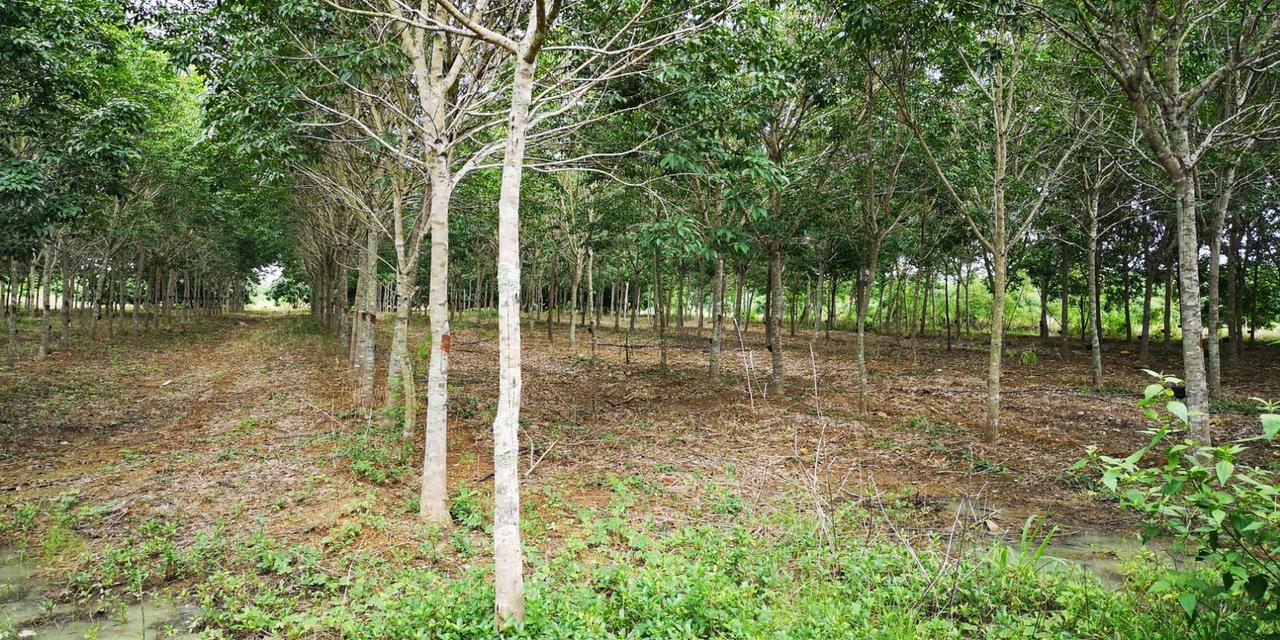 ขายสวนลำไย ยางพารา 136ไร่ สอยดาว จันทบุรี 5