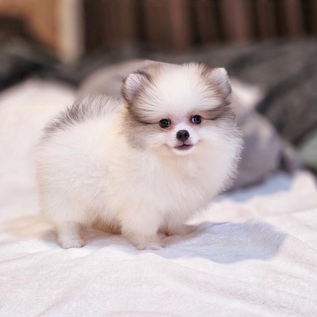 ปอร์เช่ ปอมแท้หนุ่มหล่อสีปาร์ตี้ขนแน่นฟอร์มหมี