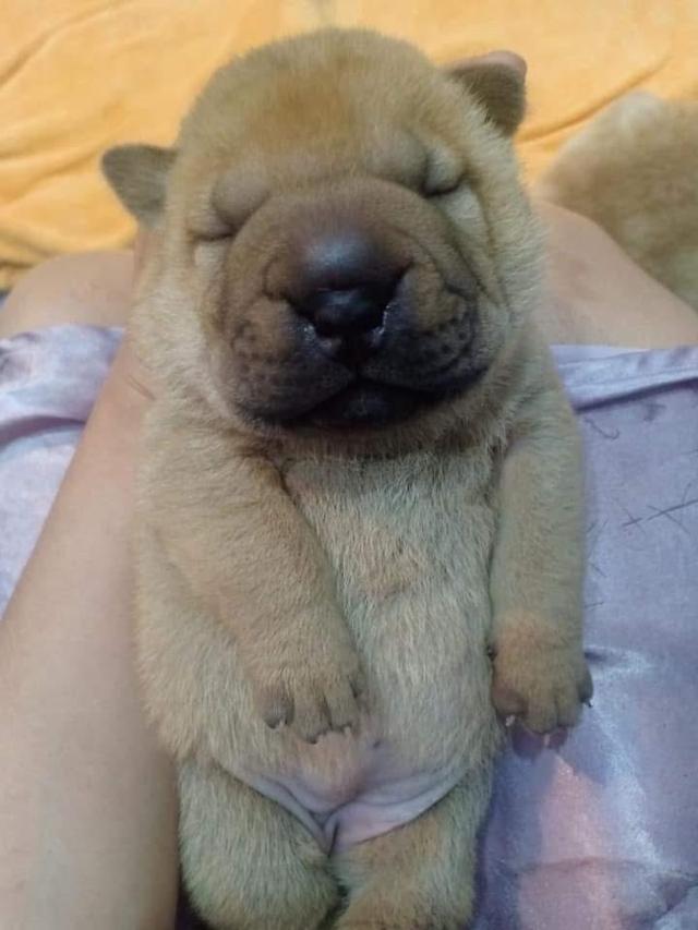 ลูกสุนัข Shar Pei สีน้ำตาล 2