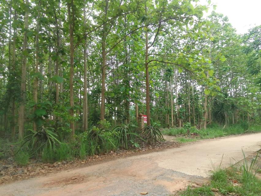 ขายที่ดิน สวนยาง อ.ภูเรือ จ.เลย 23-1-79 ไร่ 2