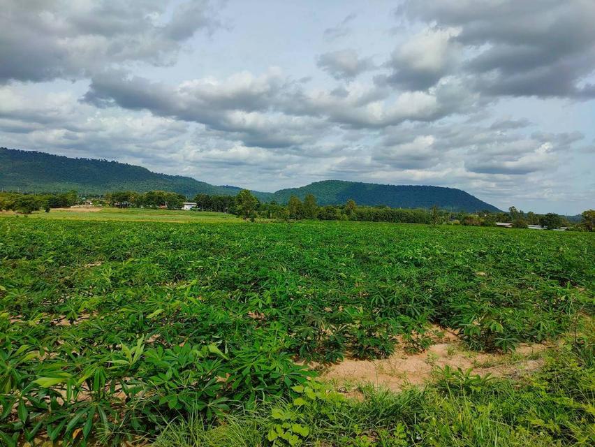 ที่ดิน จำนวน 35 ไร่ 2 งาน อำเภอ กระนวน จังหวัดขอนแก่น 6