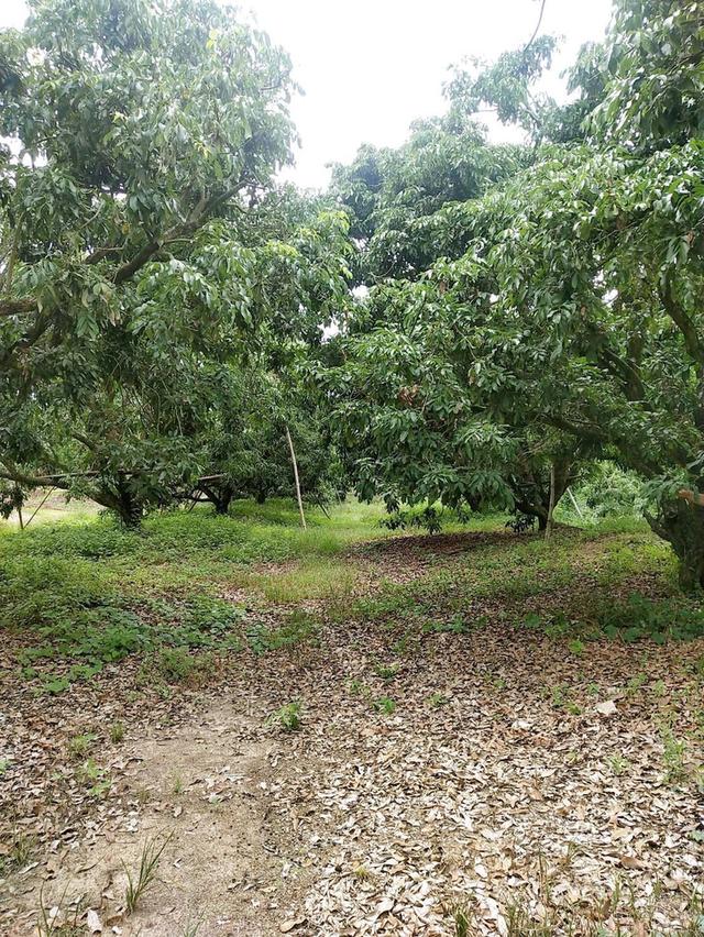 ที่ดินหางดงใกล้มหาวิทยาลัยนอร์ 2-2-64 ตรว 4.5ล้าน  2
