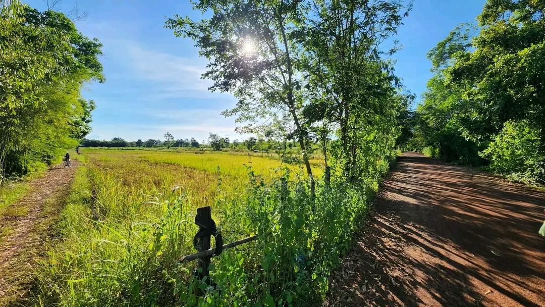 ที่ดินพร้อมสวนปาล์ม14ไร่ 1