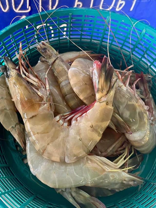 ขายกุ้งแช่บ๊วย เนื้อเด้ง พร้อมส่ง 4