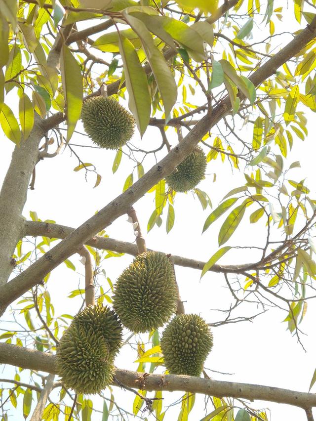 ขายทีดิน6ไร่49ตรว. พร้อมสวนทุเรียนอายุ8ปีนี้ ให้ผลผลิตแล้ว 2ปร 3