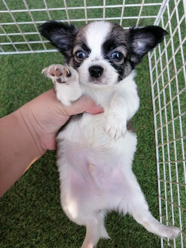 หลุดจอง ชิวาว่าเเท้ขนยาว ช. พร้อมย้าย อัพเดท 16/3/2026 รูปที่ 4