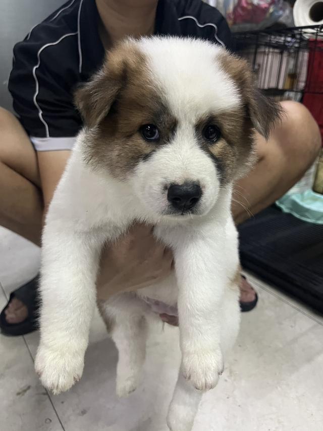 ลูกหมาบางแก้ว เพศเมีย รูปที่ 2