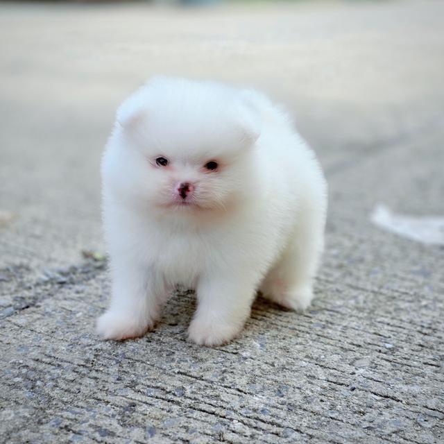 ปอมขาวเพศผู้สุดหล่อพันธุ์แท้พร้อมย้ายบ้าน 4