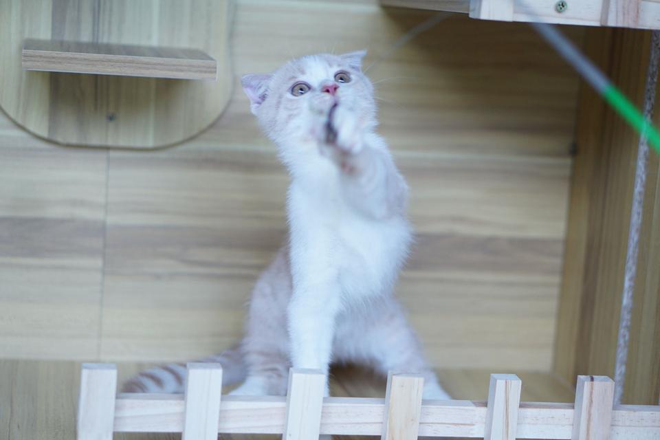สก็อตทิช เพศผู้  หูพับ รูปที่ 8