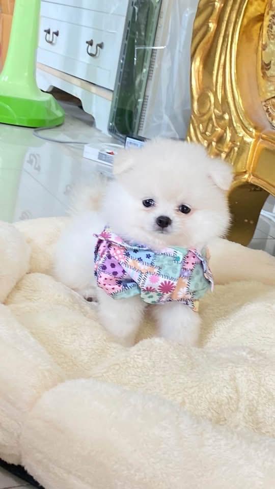 ลูกปอมเมอเนเนียนแท้ ขี้เล่น น่ารัก กำซนๆ ยิ้มเก่ง ติดคน ราคสเบาๆ รูปที่ 3