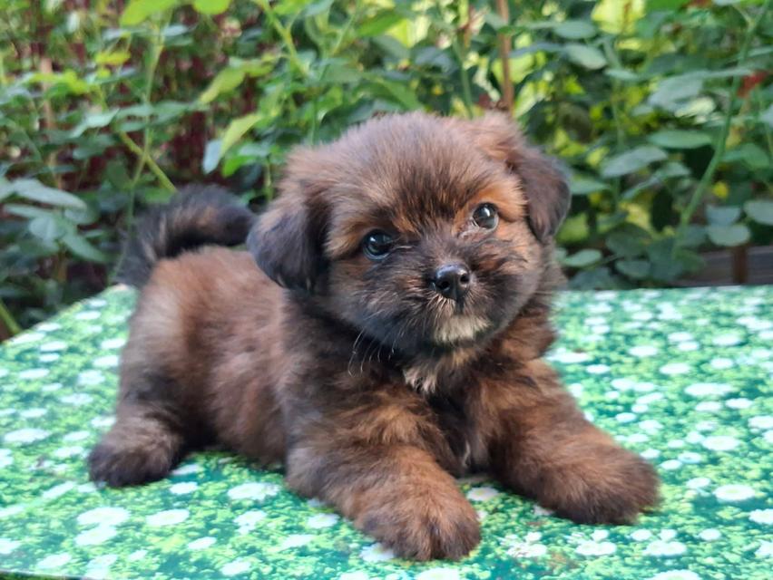 สัตว์เลี้ยง ปอมผสมชิสุ