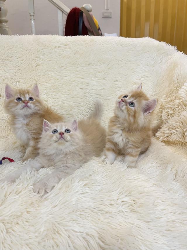 แมว เปอเซียสีส้ม ครีม🔥🔥🔥 รูปที่ 12