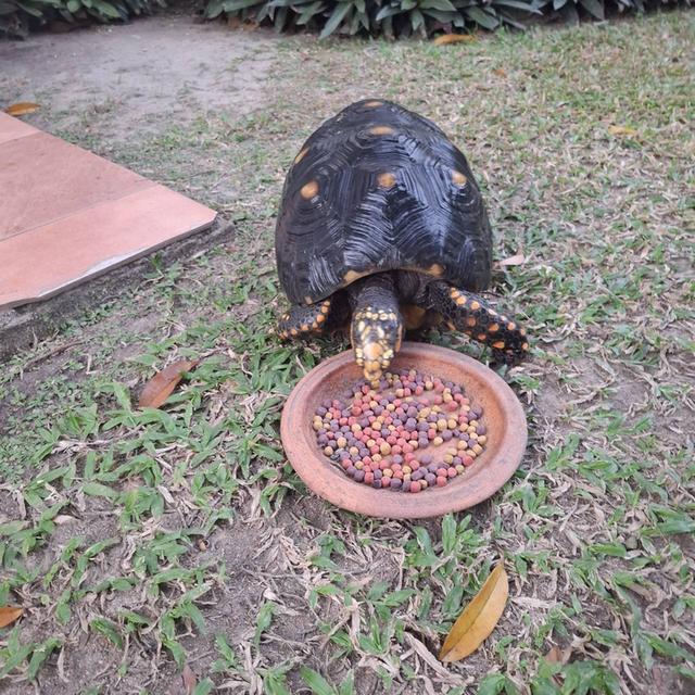 เป็นเต่าหัวเหลือง เพศผู้ 2