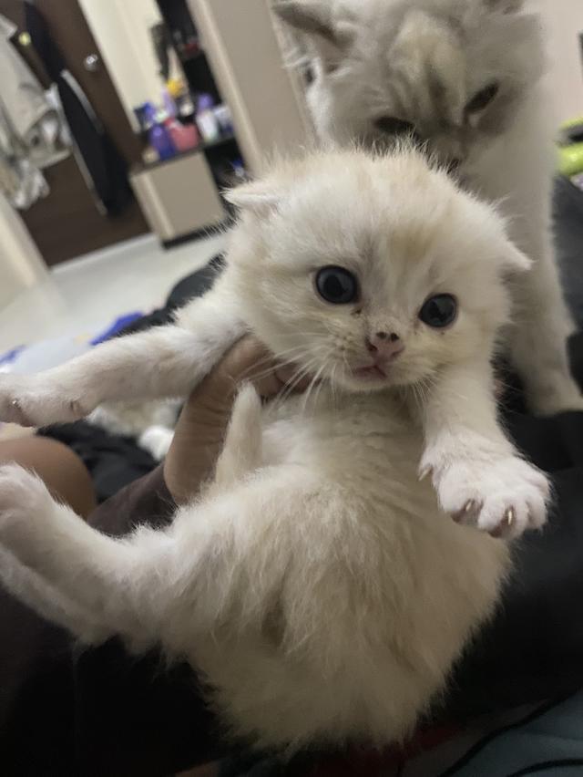 แมวสก๊อตติช หลานชายคอกสุดท้าย