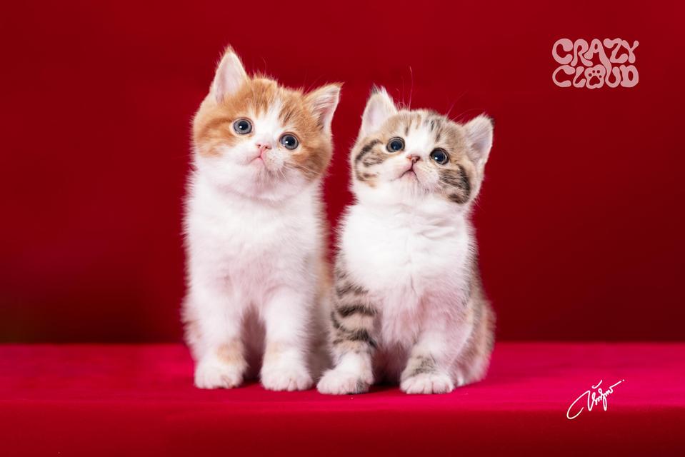 SCOTTISH FOLD หูตั้ง 💗♂︎ Male 2